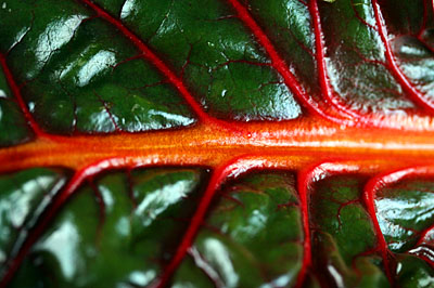 chard_leaf_2S.jpg