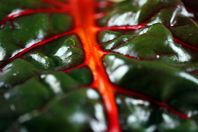 chard_leaf_4S.jpg