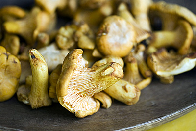 chaterelle-delicious_1S.jpg