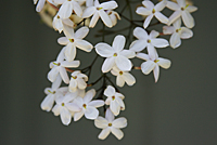 jasmin-09_3S.jpg