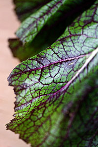 mustard_greens_2S.jpg