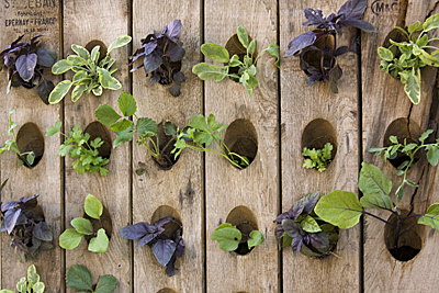 Napa Style - Michael Chiarello