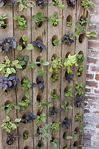 Napa Style - Michael Chiarello