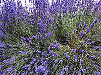 Napa Style - Michael Chiarello