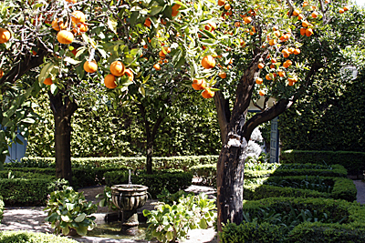 naranjos1S.jpg