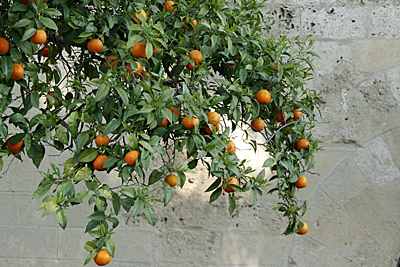 naranjos3S.jpg