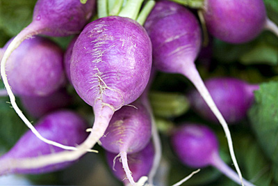 rabanete_roxo_1S.jpg