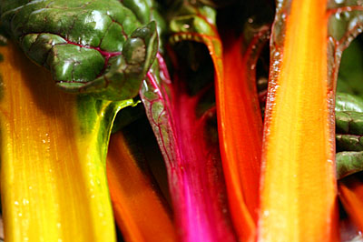 the_rainbow_chard_2S.jpg