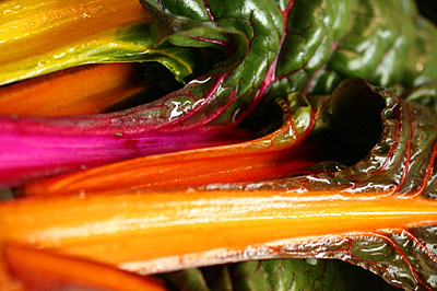 the_rainbow_chard_3S.jpg