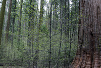 big-trees-park