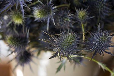 eryngium_2S.jpg