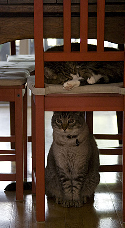 gatos-cadeiras_1S.jpg