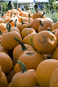 hoes down fall festival