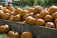 hoes down fall festival