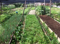 Quitanda Entre Verde