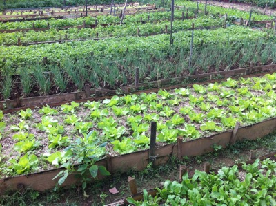 Quitanda Entre Verde