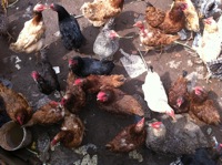 Quitanda Entre Verde