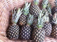 Quitanda Entre Verde