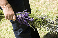 lavender-cachecreek