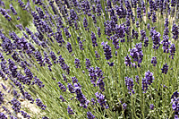 lavender-cachecreek