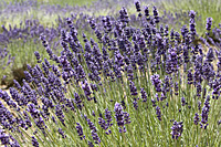 lavender-cachecreek
