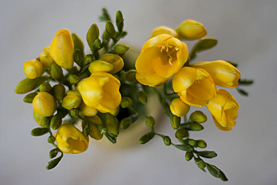 Freesias2_1S.jpg
