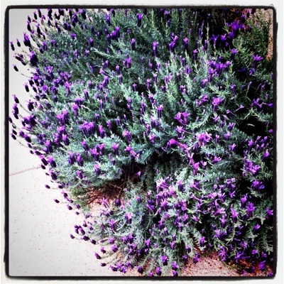 lavanda-alheia.jpg