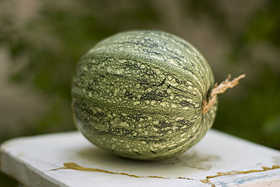 rondedenice-squash_1S.jpg