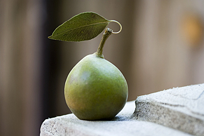seckel-pear_2S.jpg