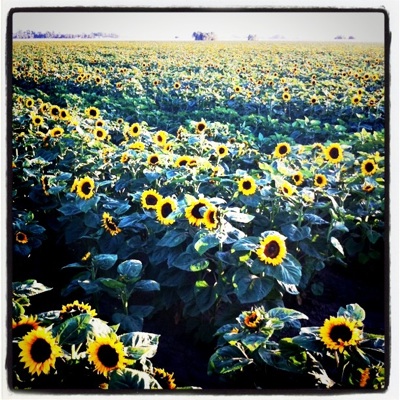sunflower-fields_1S.jpg