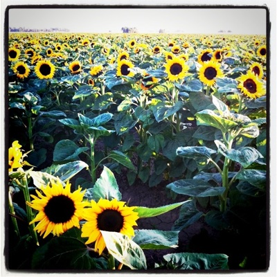 sunflower-fields_2S.jpg