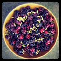black-raspberriesS.jpg