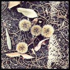 chestnuts