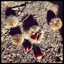 chestnuts