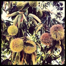 chestnuts