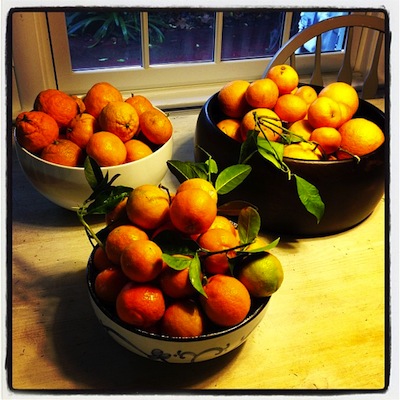 citrus-time1.jpg
