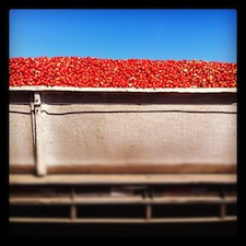 colheita tomate