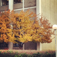 trees of fall