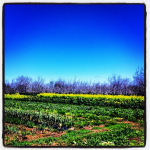 T & Y Strawberry Patch