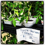 T & Y Strawberry Patch