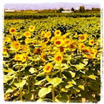 june is bringing us summer