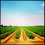 june is bringing us summer