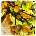 june is bringing us summer