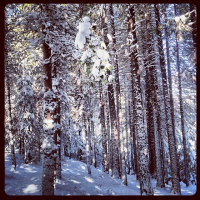 finding the christmas tree