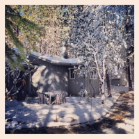 finding the christmas tree