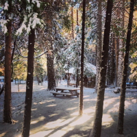 finding the christmas tree