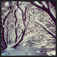 finding the christmas tree