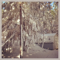 finding the christmas tree