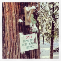 finding the christmas tree