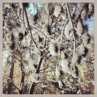 finding the christmas tree